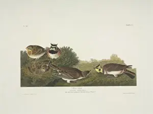 Eremophila alpestris, horned lark