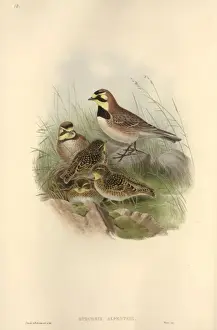 Fledgling Prints: Eremophila alpestris, horned lark
