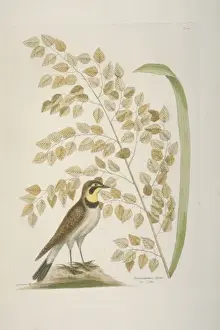 Eremophila alpestris, horned lark
