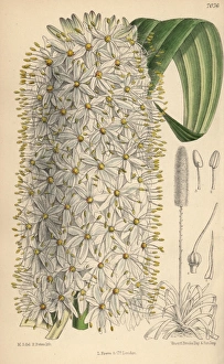 Lily Gallery: Eremurus himalaicus, white foxtail lily from the Himalayas