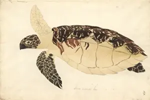 Eretmochelys Prints: Eretmochelys imbricata, Hawksbill turtle