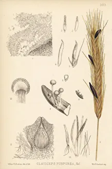 Medicinal Collection: Ergot of rye, Claviceps purpurea
