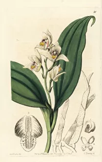 Orchis Gallery: Eria coronaria orchid