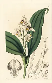 Coronaria Prints: Eria coronaria orchid