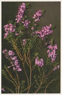 Flowering Gallery: Erica carnea - winter heath