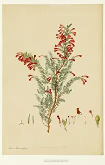 Ericaceae Prints: Erica cluerta