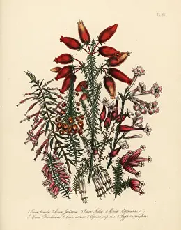 Erica species