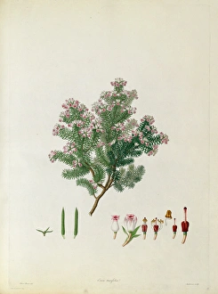 Images Dated 6th February 2015: Erica taxifolia