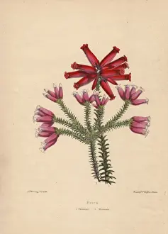 Erica Prints: Erica varieties: pink Thomsonii and scarlet Mooreana heaths