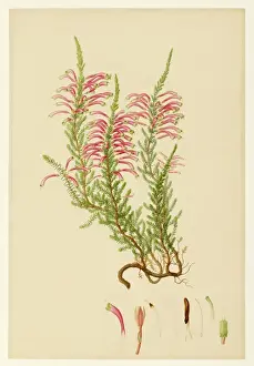 1796 Prints: Ericaceae