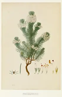 Ericaceae