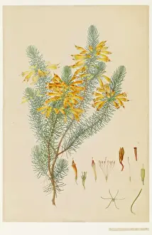 Ericaceae