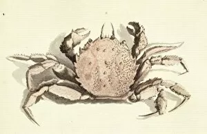 Crustacea Collection: Erimacrus isenbeckii, hair crab