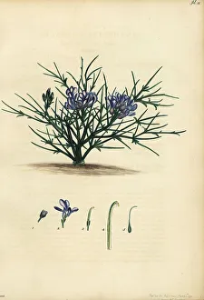 Erinacea erinacea