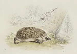 Hedgehog Prints: Erinaceus europaeus, western European hedgehog