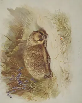 Erinaceus europaeus, western European hedgehog