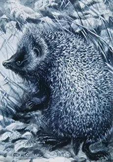 Erinaceus europaeus, western European hedgehog