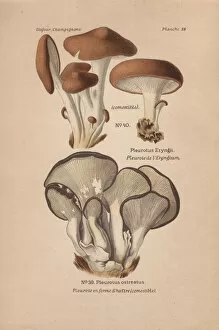 Edible Gallery: Eringi mushroom, Pleurotus eryngii, and tree