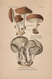Dufour Prints: Eringi mushroom, Pleurotus eryngii, and tree