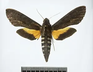 Mottled Prints: Erinnyis alope subspecies dispersa, alope sphinx moth
