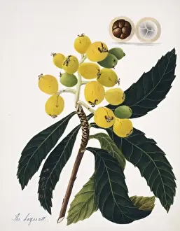 Rosales Prints: Eriobotrya japonica, loquatt tree