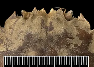 Eriocheir sinensis, Chinese mitten crab