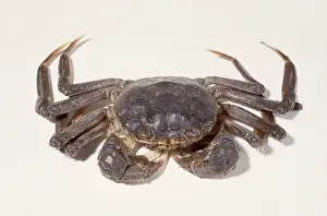 Eriocheir sinensis, Chinese mitten crab