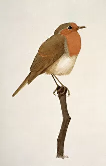 Passeriformes Collection: Erithacus rubecula, European robin