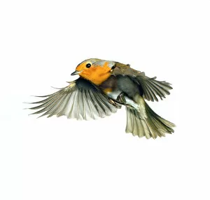Orange Gallery: Erithacus rubecula, European robin