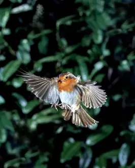 Erithacus rubecula, European robin