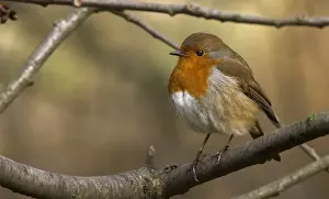 Erithacus rubecula, European robin