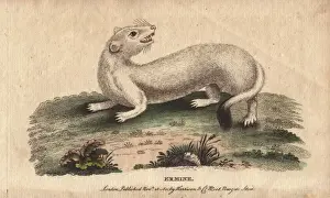 Erminea Prints: Ermine, Mustela erminea