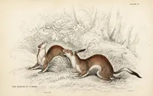 Erminea Prints: Ermine, Mustela erminea, in summer coat