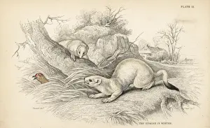 Ermine Prints: Ermine, Mustela erminea, in white winter coat