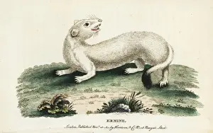 Ermine Prints: Ermine or stoat, Mustela erminea
