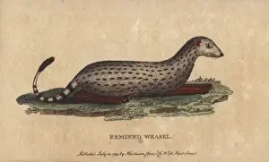 Weasel Prints: Ermined weasel, Mustela erminea