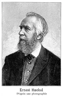 Haeckel Prints: Ernst Haeckel - 3
