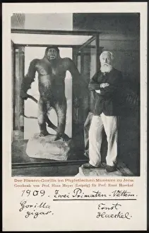Ernst Haeckel & Gorilla