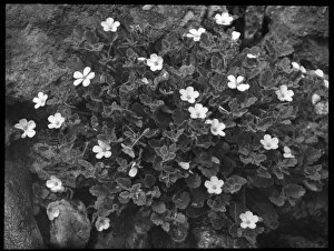 Perennial Gallery: Erodium Corsicum