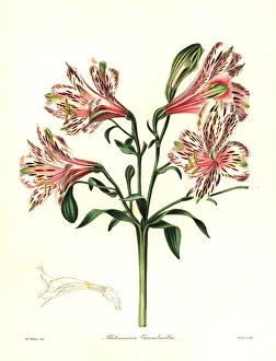 Nevitt Collection: Errembaults hybrid alstroemeria, Alstroemeria