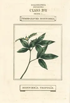 Ertela trifolia