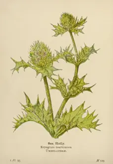 Eryngium Maritimum