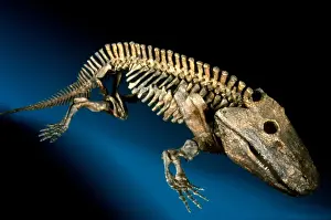 Eryops megacephalus