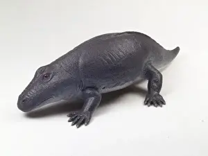 Amphibia Prints: Eryops model