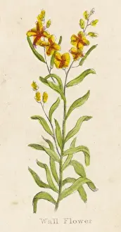 Erysimum Cheiri