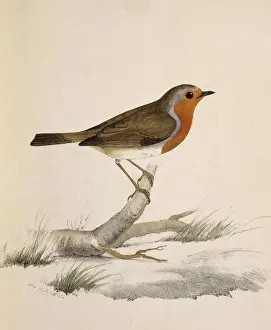 Erythacus rubecula, European robin
