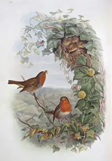 Chick Prints: Erythacus rubecula, European robin