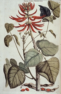 Anthozoa Gallery: Erythrina corallodendron, coral tree