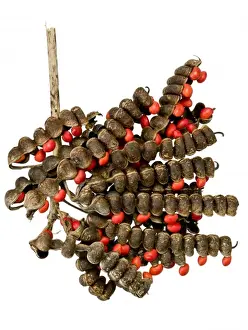 Coral Prints: Erythrina folkersii, coral tree