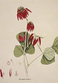 Anthozoa Gallery: Erythrina indica, Indian coral tree